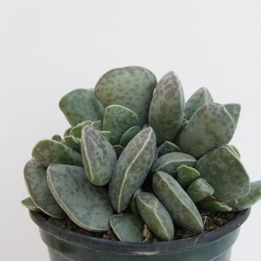 Adromischus cooperi